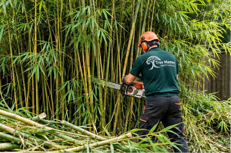 An arborist cutting through the canes of a dense bamboo clump