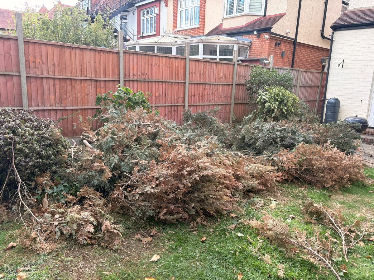 Pile of cut conifer branches on the lawn in a Potters Bar back garden during dead tree removal