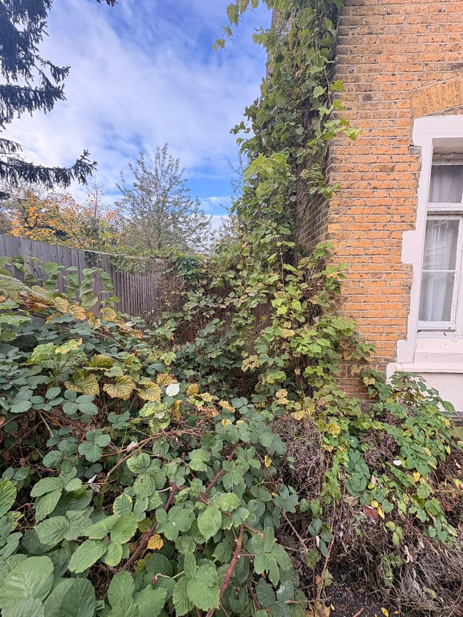 Brambles and ivy growing up the brick wall of the house and spreading over the ground beside it in Ware
