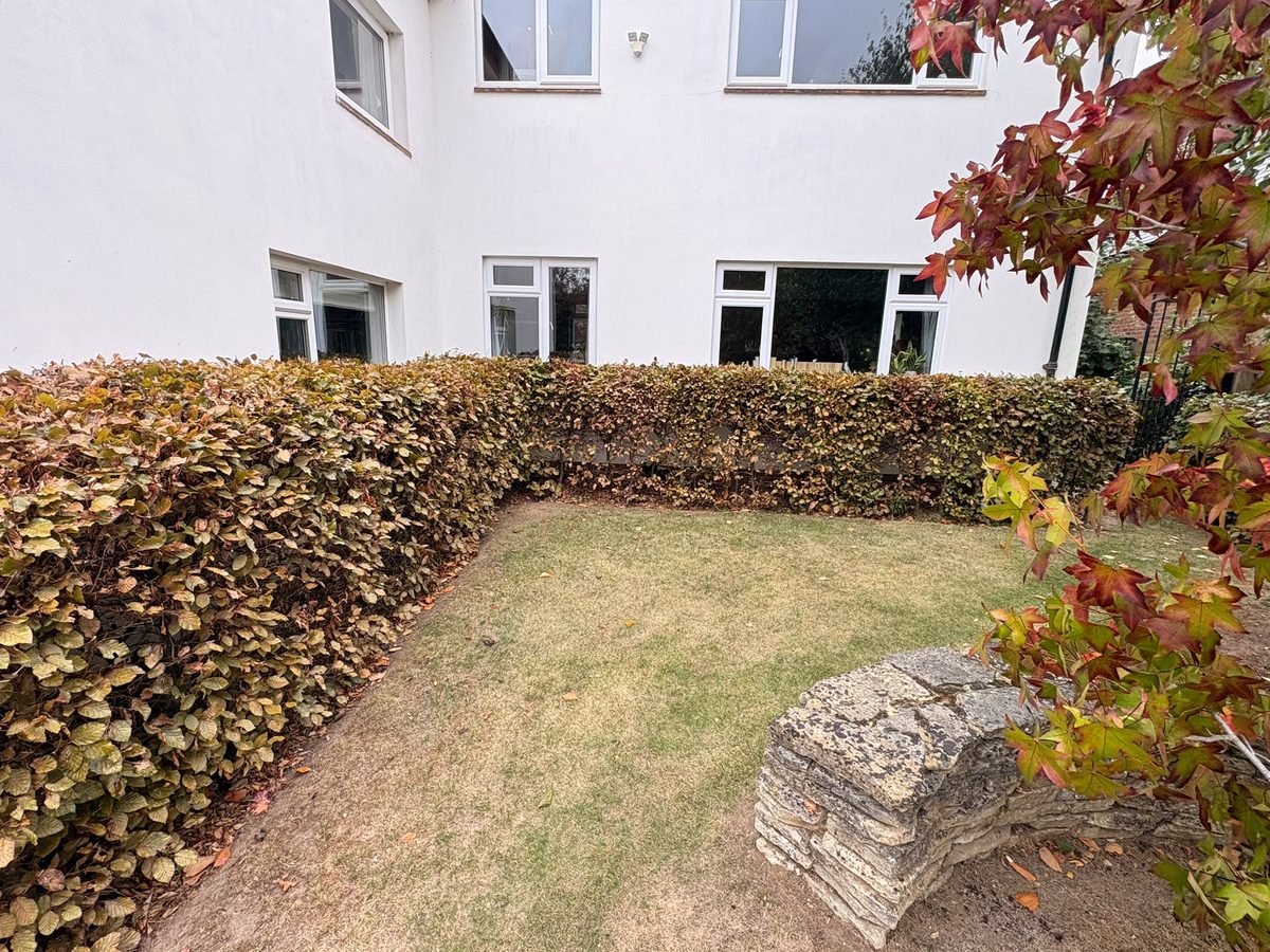 Hedge growing close to the white walls of a house in Cheshunt, wrapping around a corner of lawn beside a dry stone wall