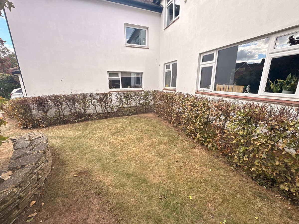 The same Cheshunt hedge after hedge cutting, cut back along the house walls with the lawn in front