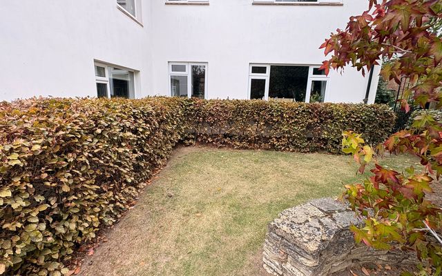 Hedge growing close to the white walls of a house in Cheshunt, wrapping around a corner of lawn beside a dry stone wall