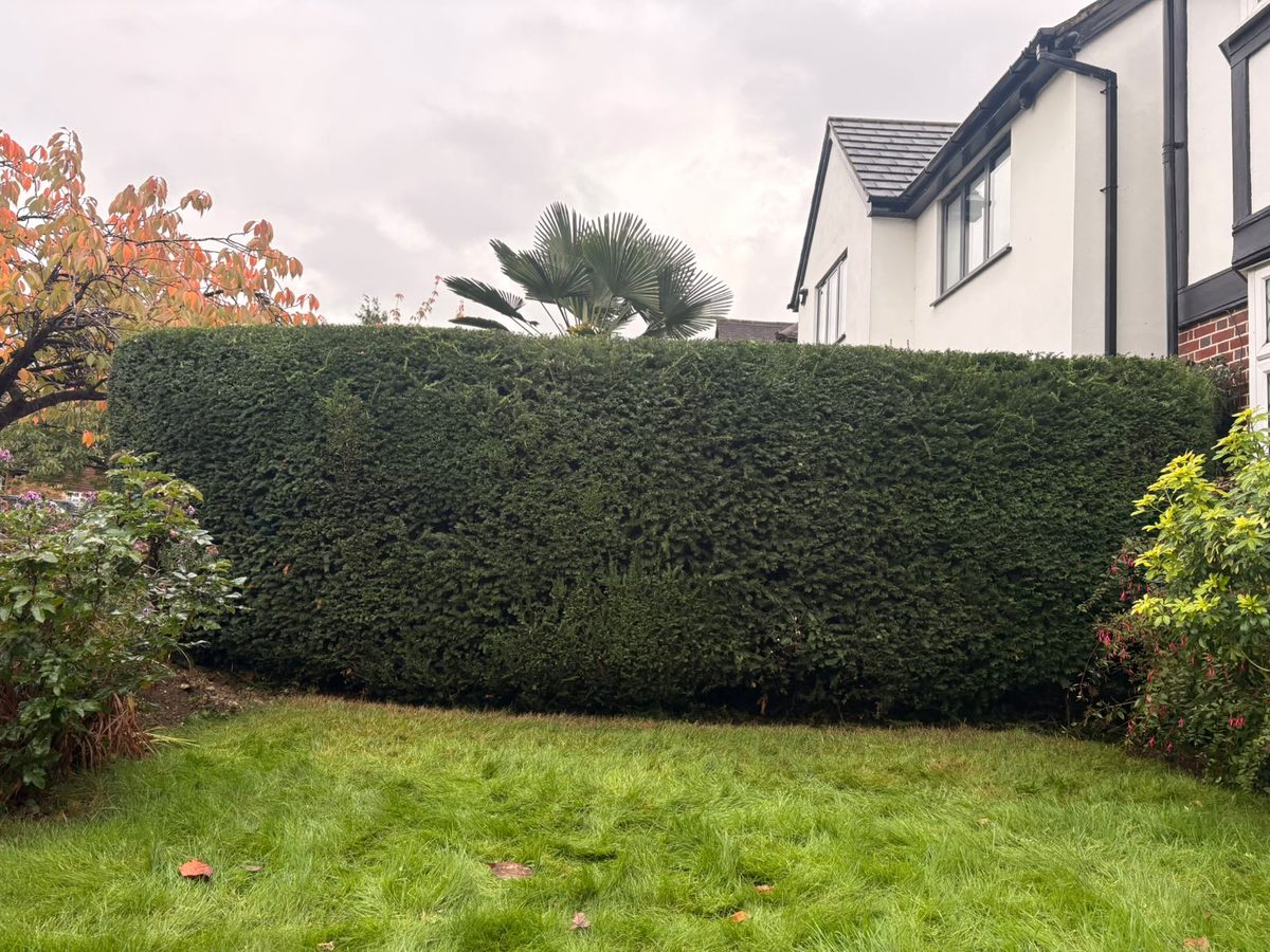 Tall, dense dark green hedge cut flat on top with straight sides, in front of a lawn and a white house in Tring