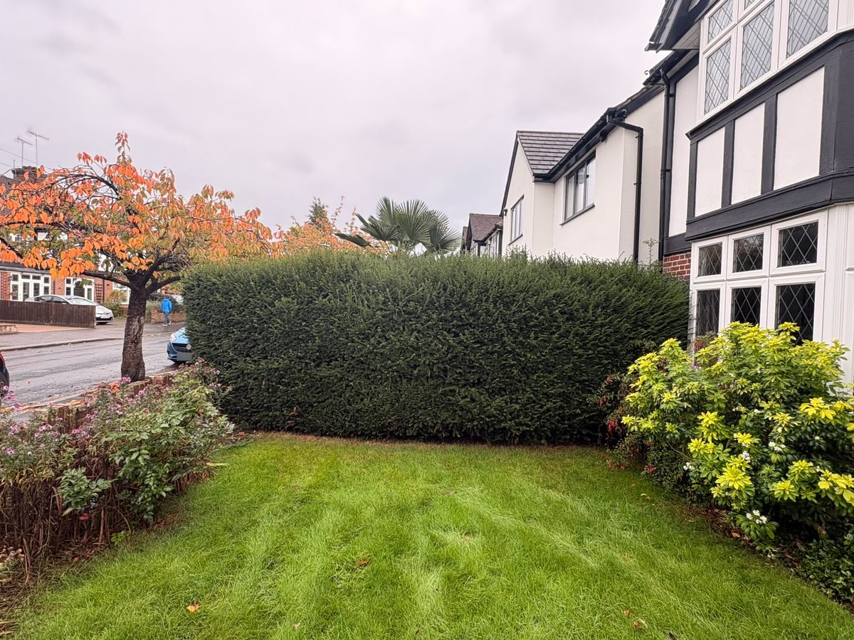 Trimmed evergreen hedge at the corner of a Tring garden beside the road, with a cherry tree in autumn colour