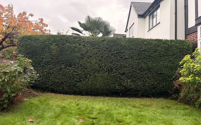 Tall, dense dark green hedge cut flat on top with straight sides, in front of a lawn and a white house in Tring