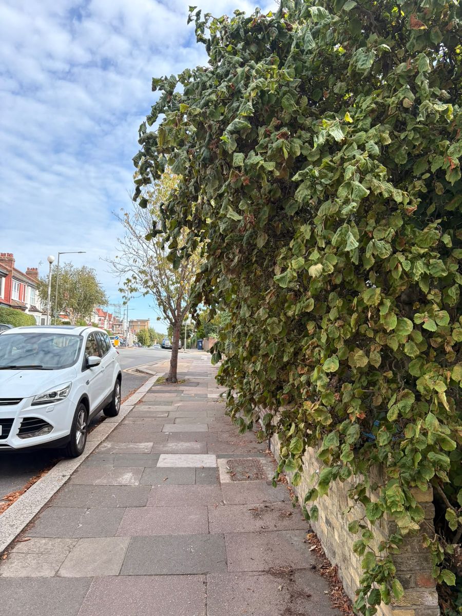 Tall boundary hedge in Hertford leaning out over the pavement