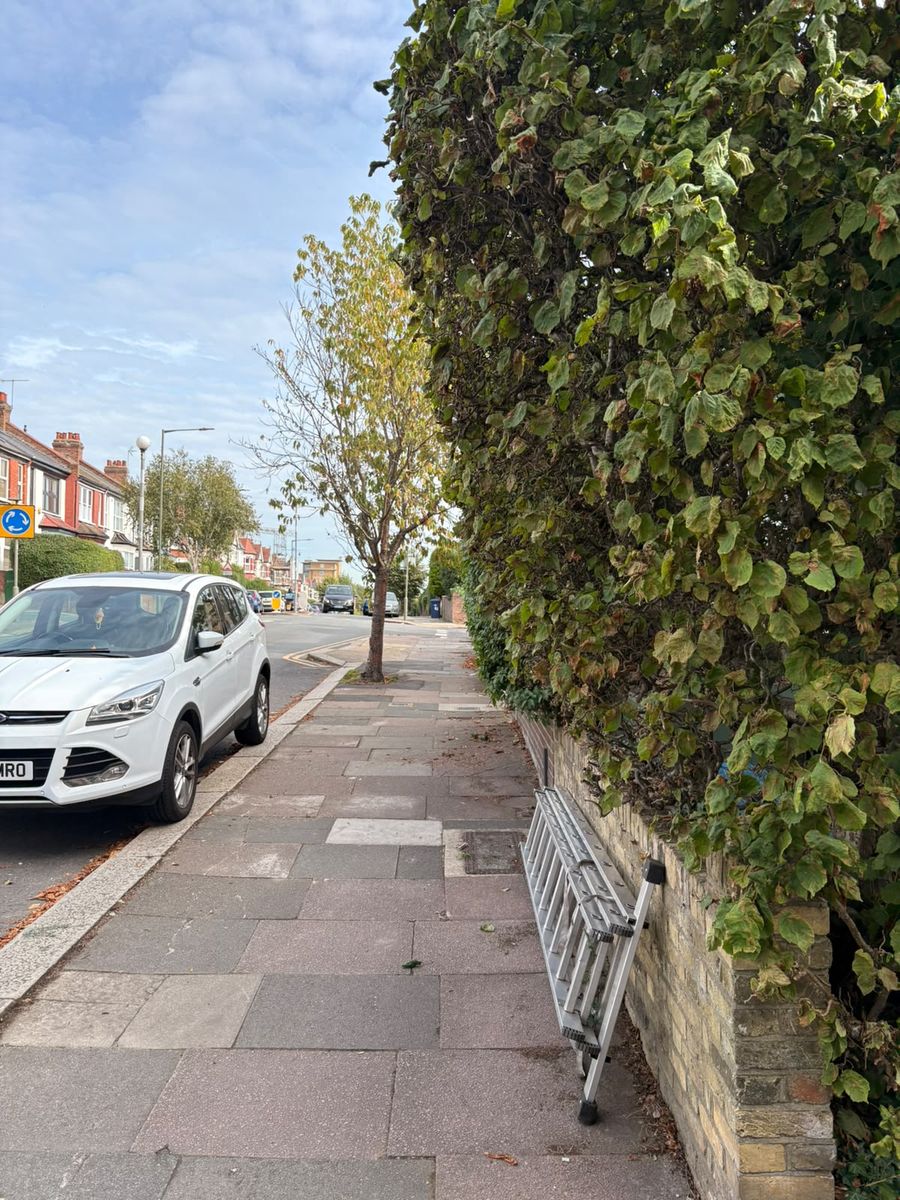 The same Hertford boundary hedge from the pavement, with a ladder against the wall