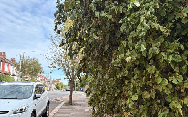 Tall boundary hedge in Hertford leaning out over the pavement