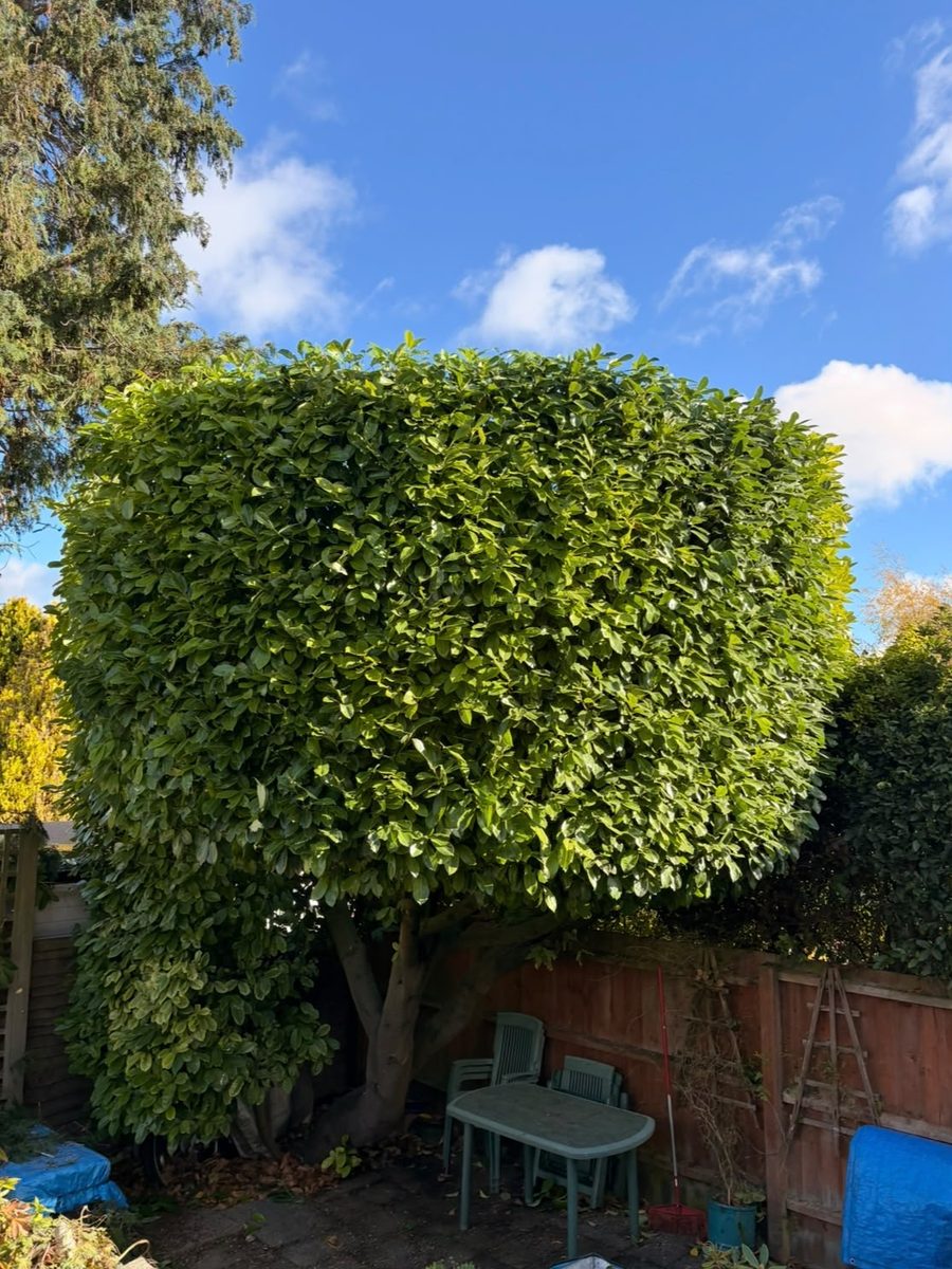 Large evergreen bush in a St Albans back garden trimmed into a neat rounded block, with patio chairs and a table beneath