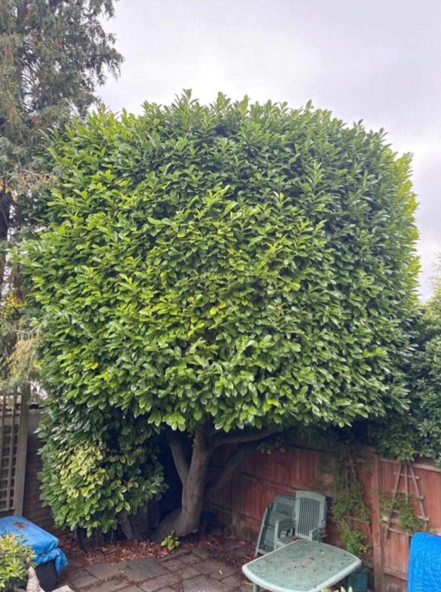 The same large evergreen in a St Albans back garden after trimming, shaped into a dense rounded form beside a fence
