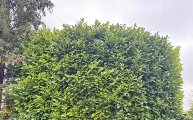 Large evergreen bush in a St Albans back garden trimmed into a neat rounded block