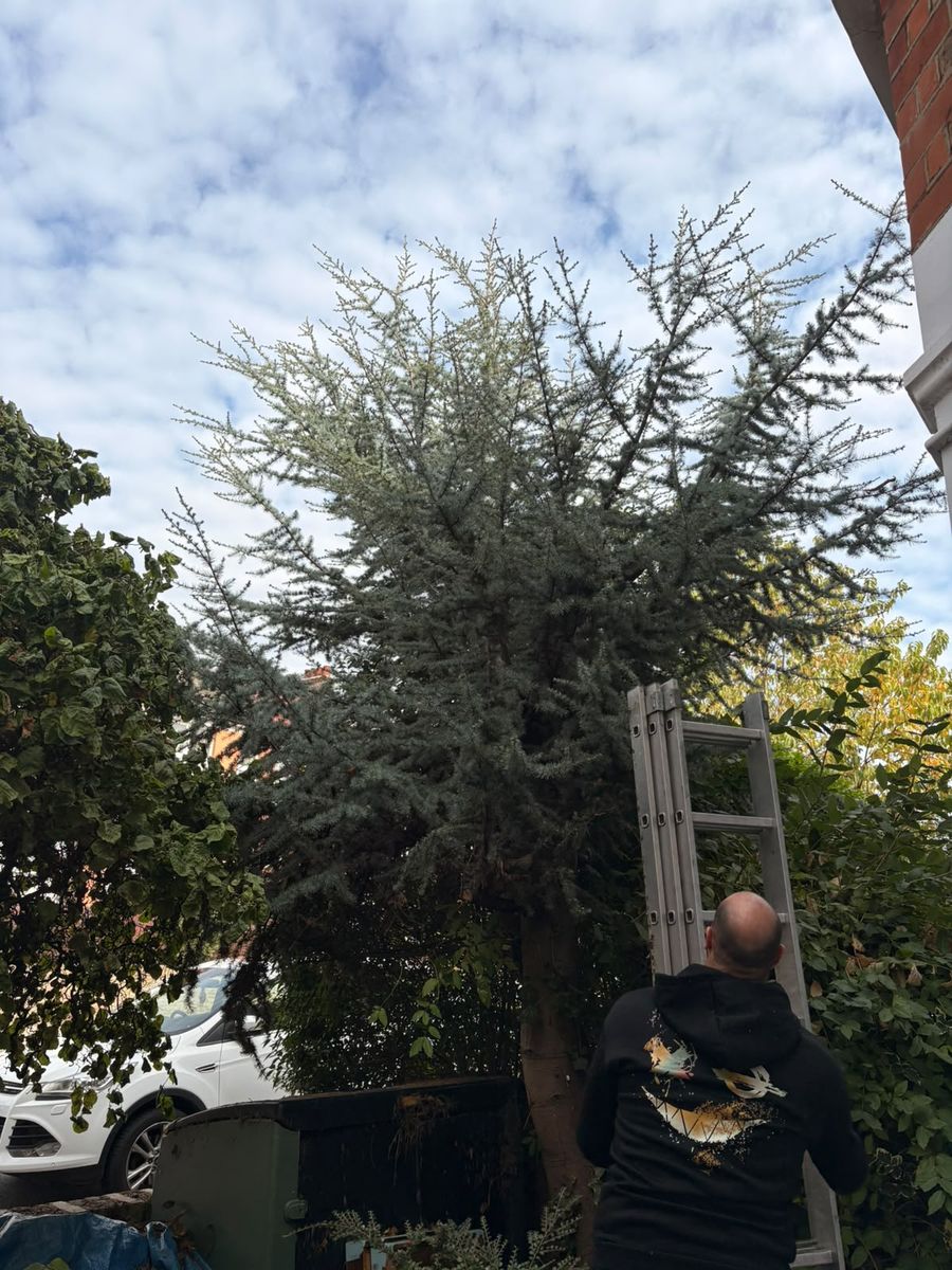 Large blue-green conifer in a St Albans front garden with an extending ladder against it and a man at the foot of the ladder