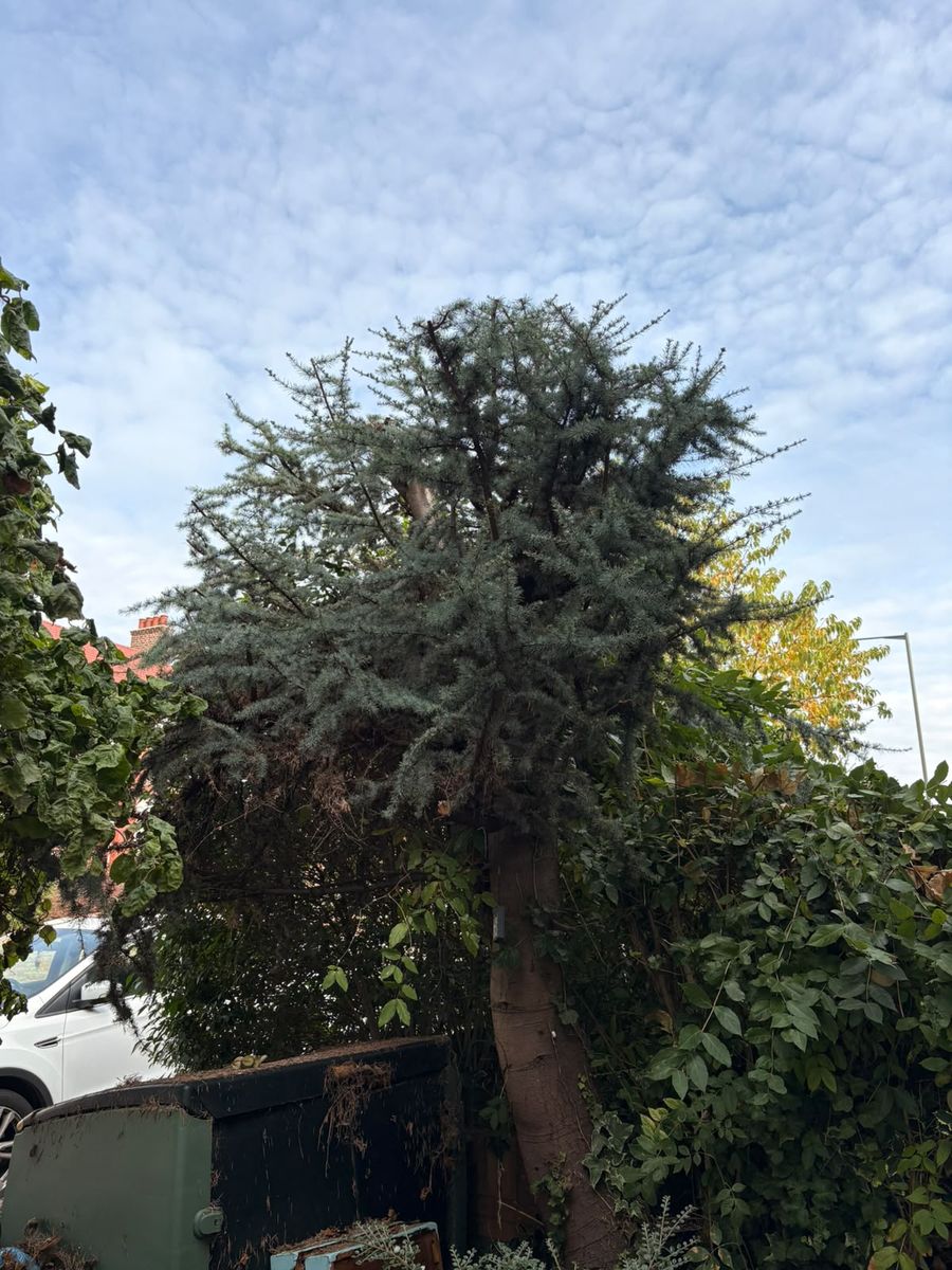 The same St Albans conifer after pruning, with the crown thinned and the trunk clearer
