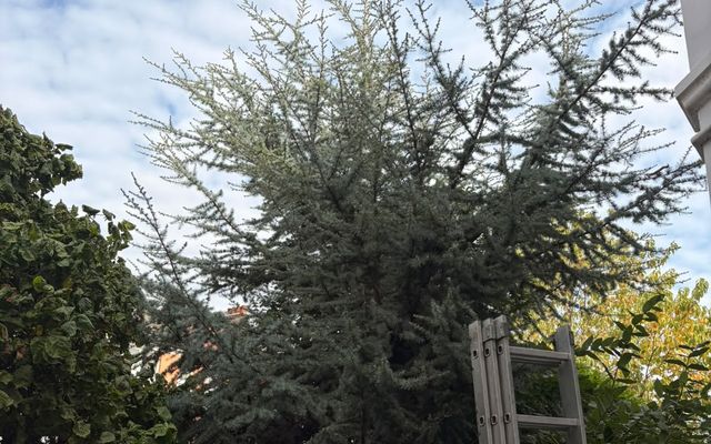 Large blue-green conifer in a St Albans front garden with an extending ladder against it and a man at the foot of the ladder