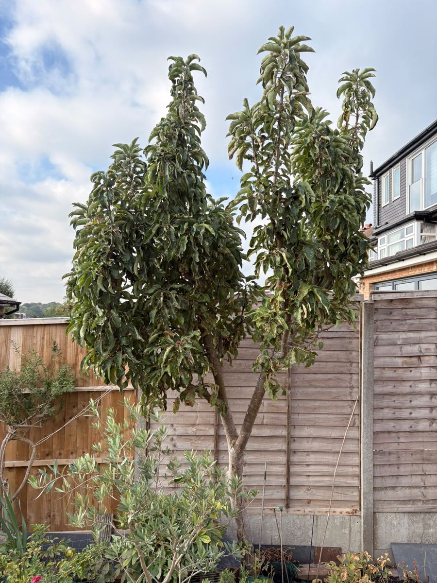 Tall garden tree in a Stevenage back garden, standing above the fence line with planting around the base