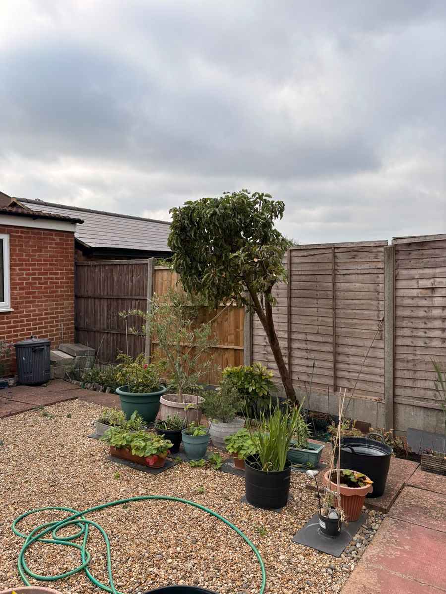 The same Stevenage garden tree after pruning, with the crown reduced to just above the fence