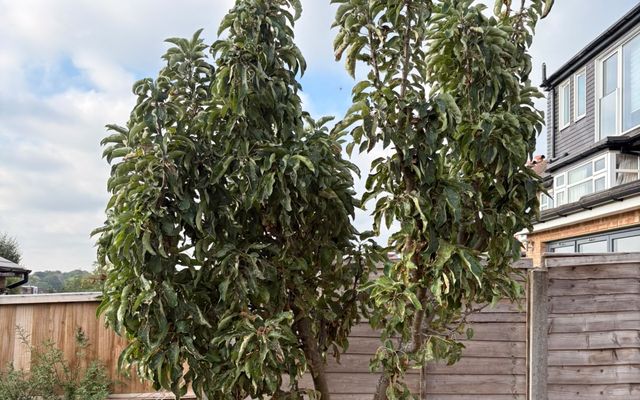 Tall garden tree in a Stevenage back garden, standing above the fence line with planting around the base