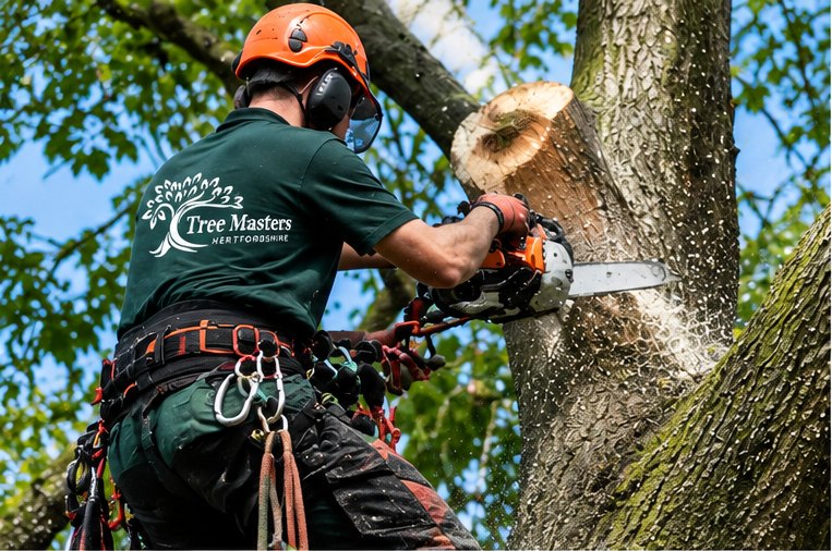 A Tree Masters arborist making a cut with a chainsaw high in a tree